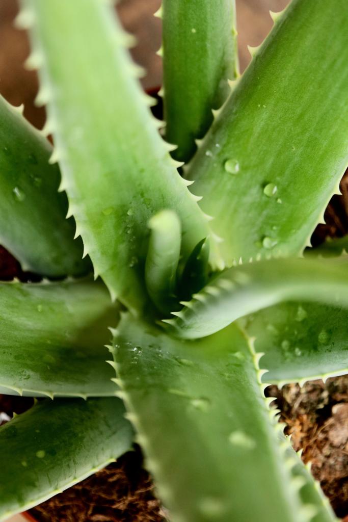 Korean Beauty Aloe Vera Box Korean Beauty Aloe Vera Box