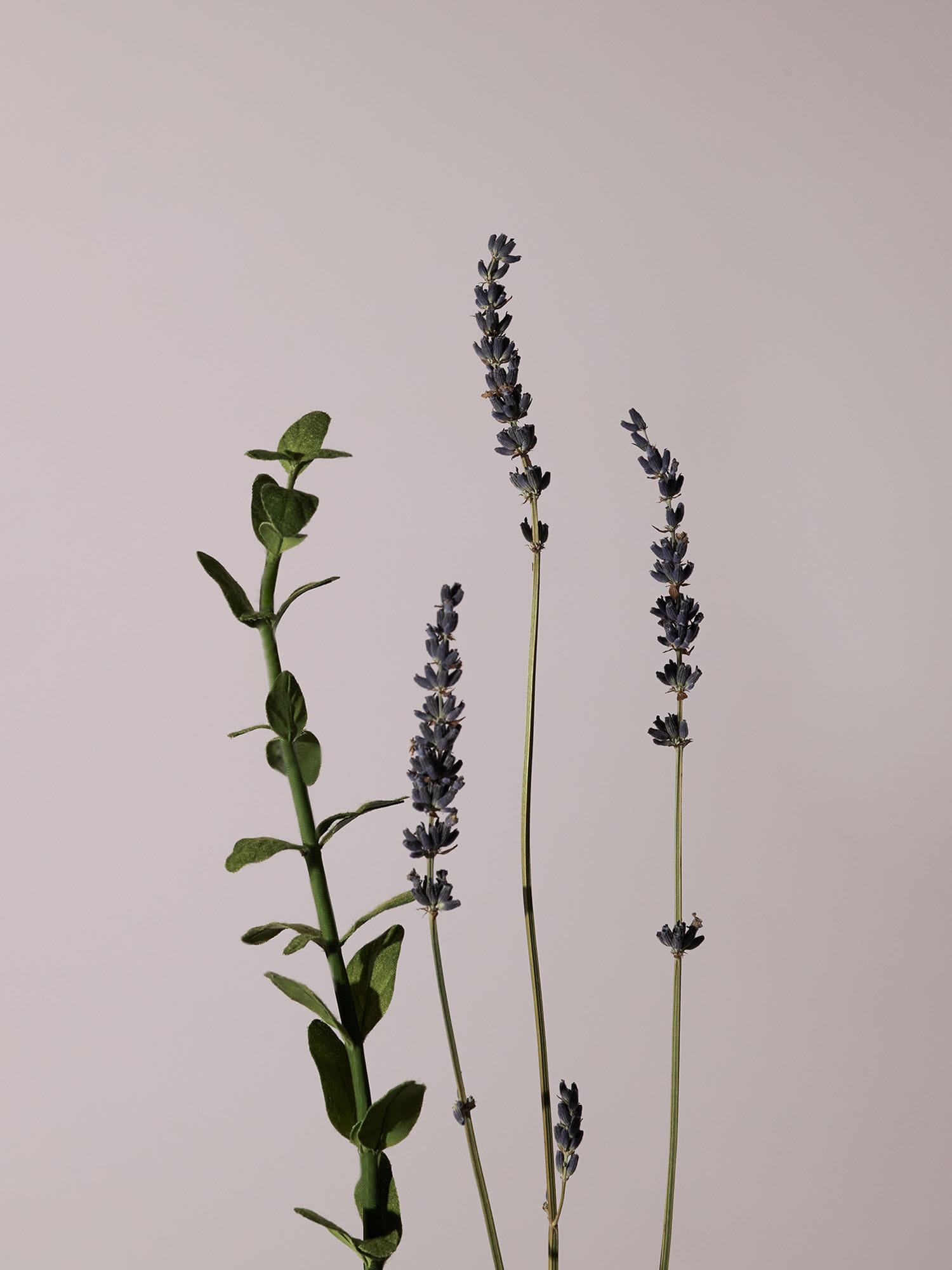 AROMATICA Serene Body Oil Lavender & Marjoram